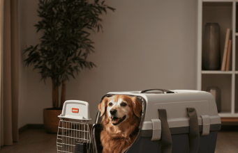 How to Air Travel with a Dog: The Complete Guide Air Travel with a Dog
