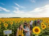The Ultimate Guide to Experiencing a Sunflower Festival Sunflower Festival